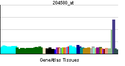 Matrix metallopeptidase 12